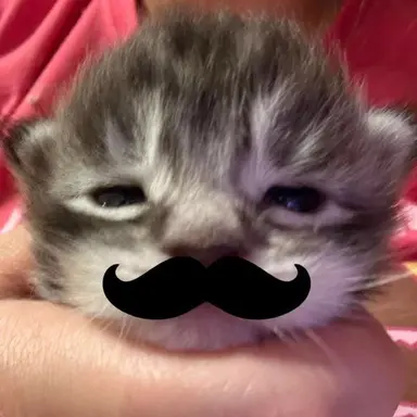 Profile image of Whiskey