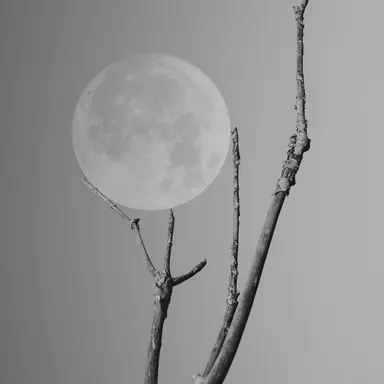 Profile image of 카론