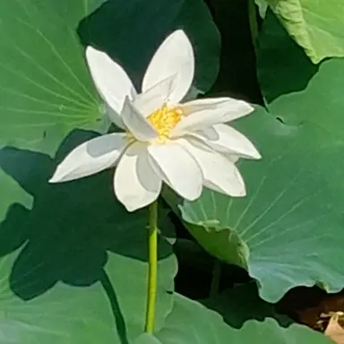 Profile image of 고희도