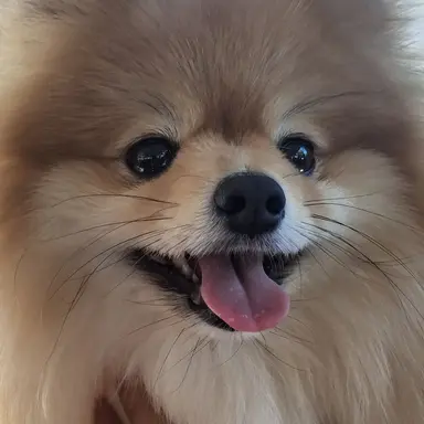 Profile image of 컴버