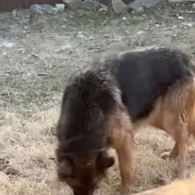 Profile image of 늑대