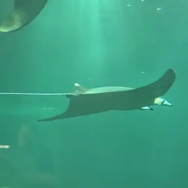 Profile image of お兄さん