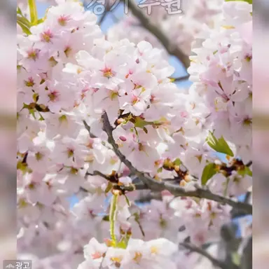 Profile image of 여우
