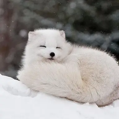 Profile image of 북극여우