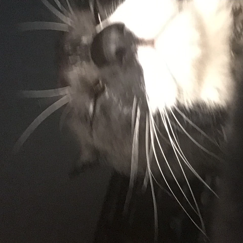 ライナー