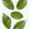 Profile image of 花屋デイフル