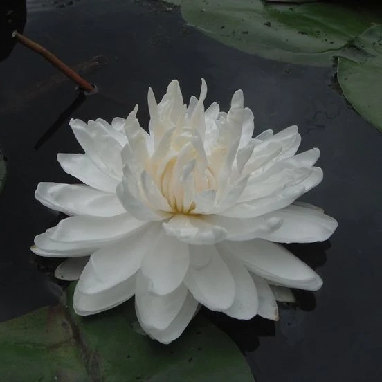 천도령