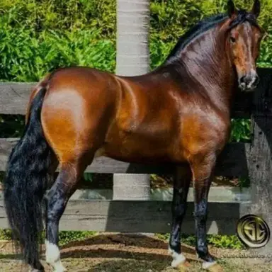 Profile image of Cyrus