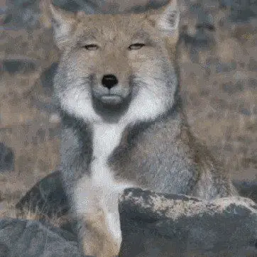 Profile image of 히미코