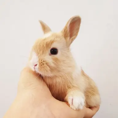 Profile image of 오스틴