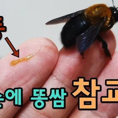 Profile image of 호박이