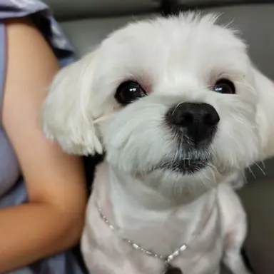 Profile image of 박쥐