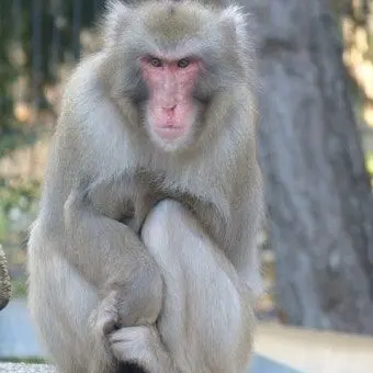 Profile image of 늑대