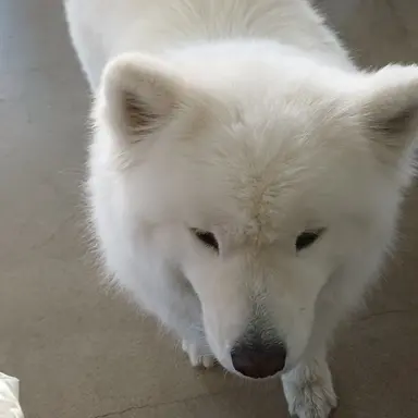 Profile image of 흰눈이