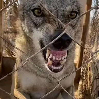 Profile image of 늑대