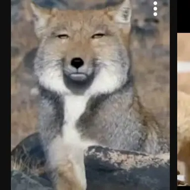 Profile image of 여우