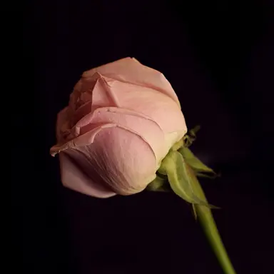 Profile image of 샤를