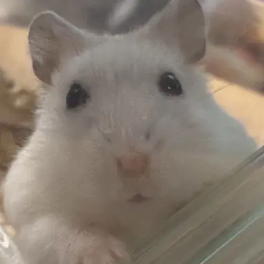 Profile image of ハム子