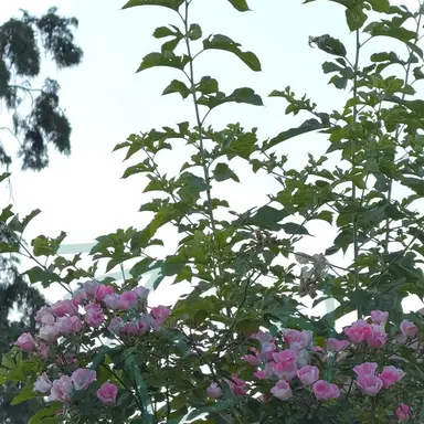 Profile image of 밥풀
