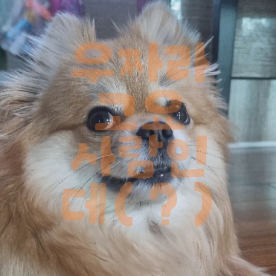 윤퐁이