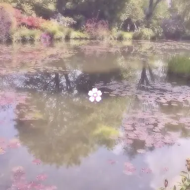 Profile image of 멜로우