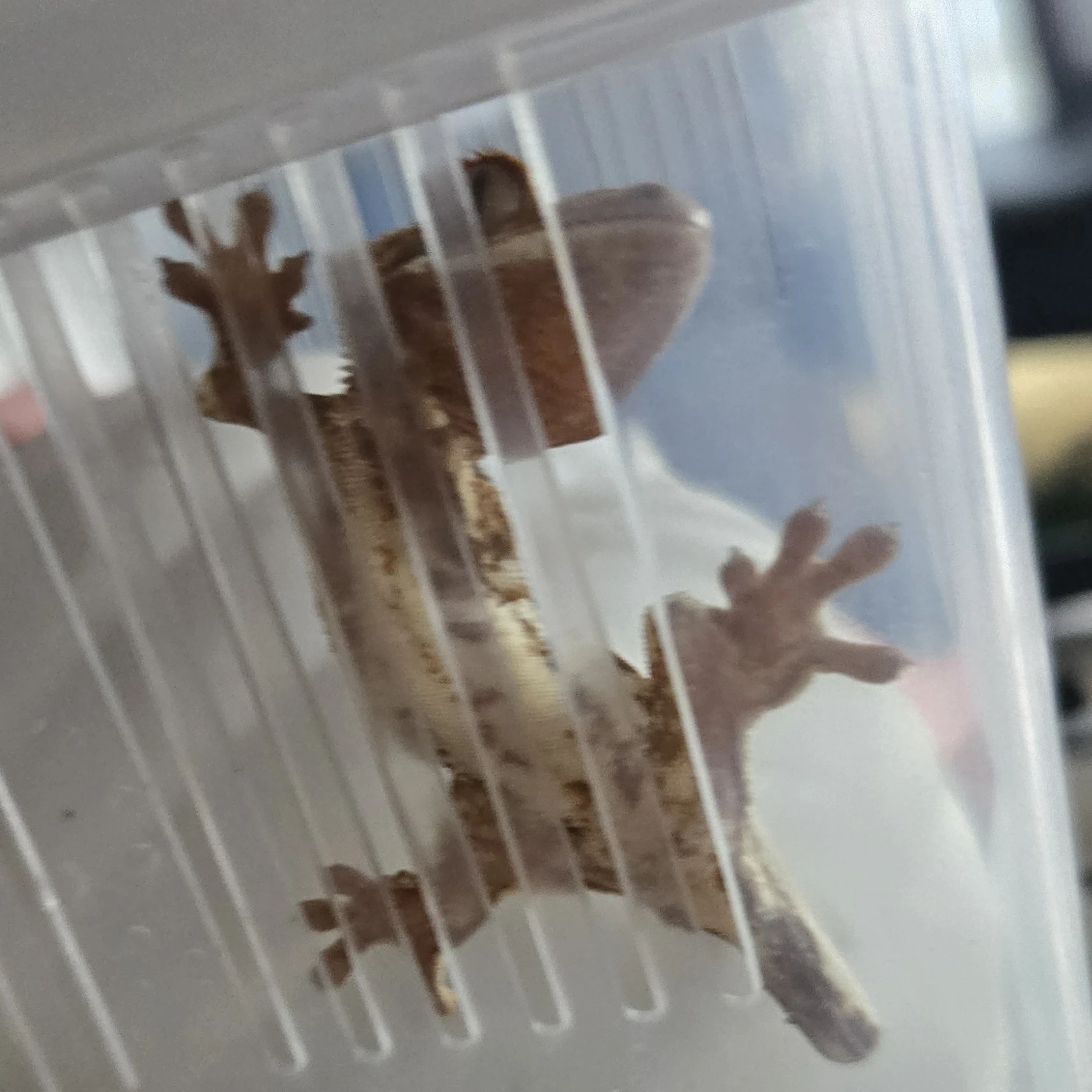 하롱