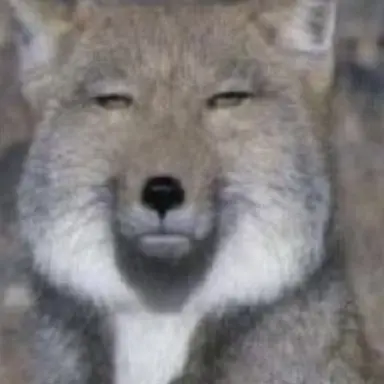 Profile image of 여우