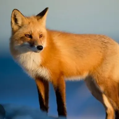 Profile image of 여우