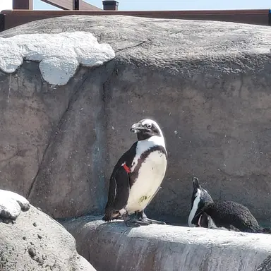 Profile image of 늑대