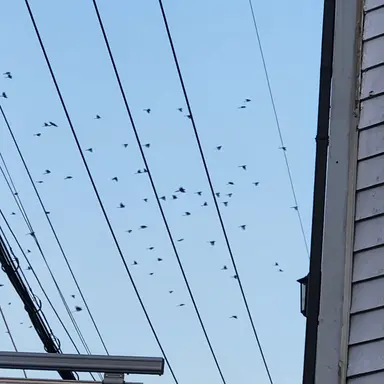 Profile image of 공룡