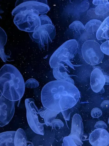 Spica____o0의 紅一点記憶喪失につき