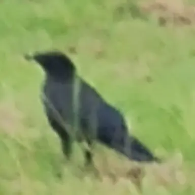 Profile image of ある人