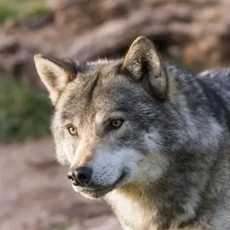 Profile image of Wolf