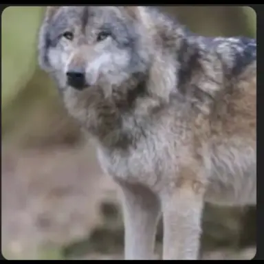 Profile image of 늑대