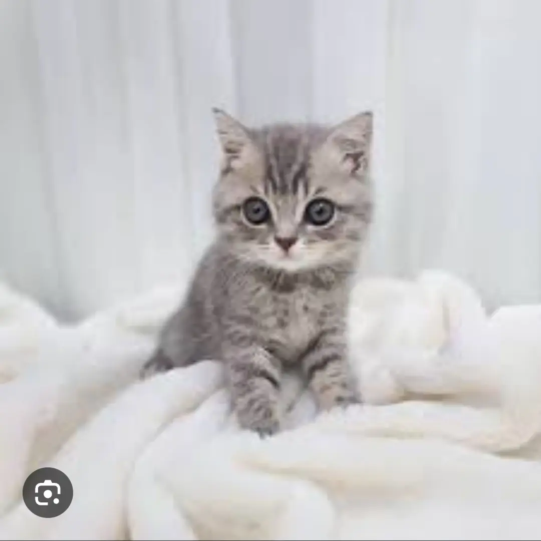HumaneSwine8597의 고양이 수현 2