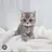 고양이 수현