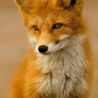 Profile image of 여우우