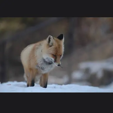 Profile image of 여우