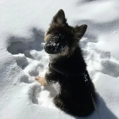 Profile image of Rocco