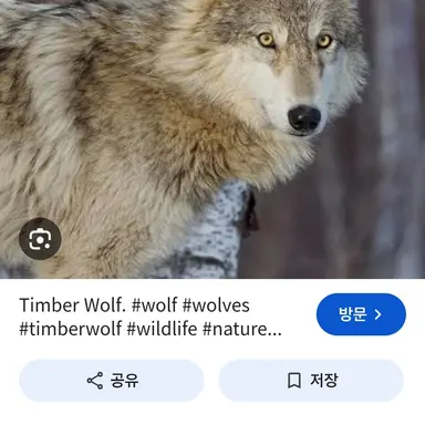 Profile image of 늑대