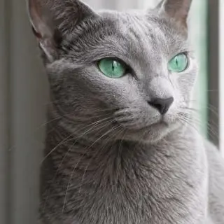 Profile image of 푸른이