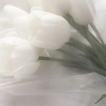 Profile image of 메롱 화이트