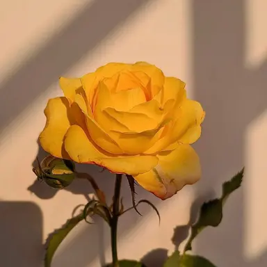 Profile image of Han Yeorin