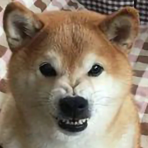 왈도쿤