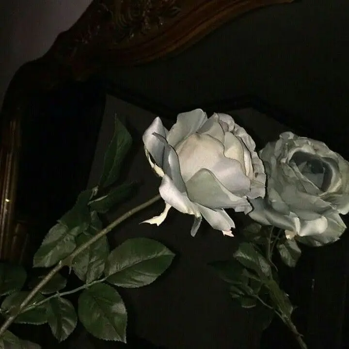 wxzy.luv의 윤정안