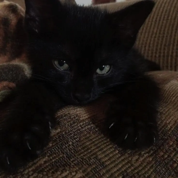 SheerStove7469의 Black Cat the Assassin