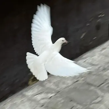 Profile image of 도라연