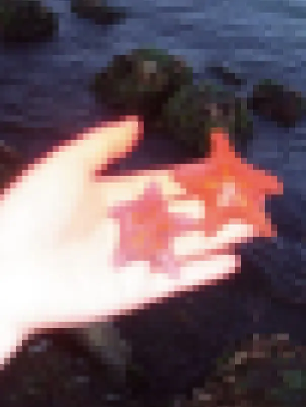 Fluorine66의 난 불가사리가 좋아.