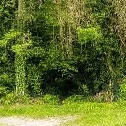 NumbKiwi2943의 ある廃村で行われている儀式とは…