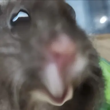 Profile image of 여우